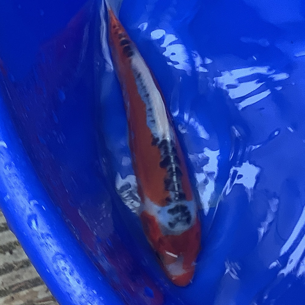 Kawakami Shusui 23cm