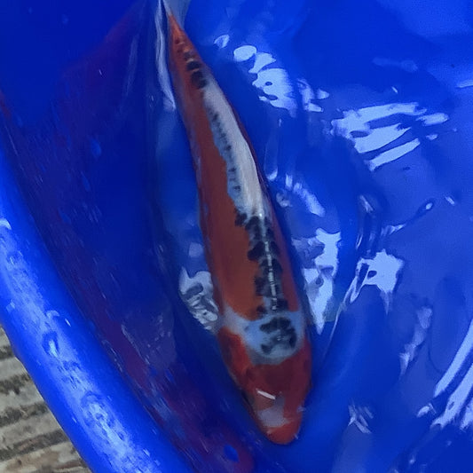 Kawakami Shusui 23cm