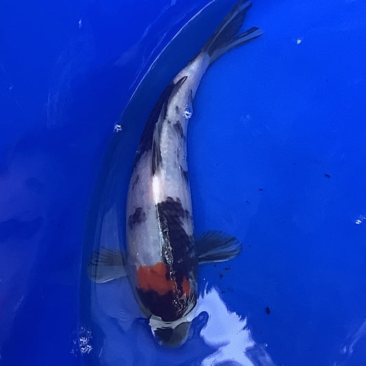 Omosako T Showa 20cm - REF01