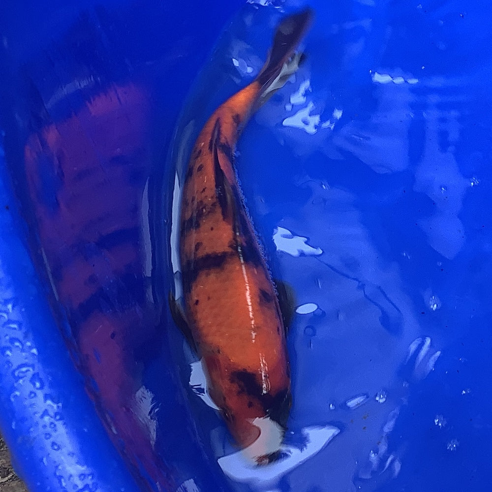 Shinoda Hi Utsuri 20cm - REF04